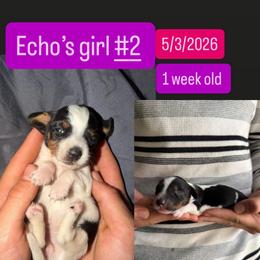 Echos girl 2 - Piebald female Dachshund puppy in Grand Junction, Michigan from J.C fur babies