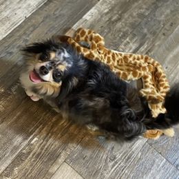 Marbles - Blue merle female Chihuahua puppy in Summerfield, Florida from Uey’s Chihuahuas