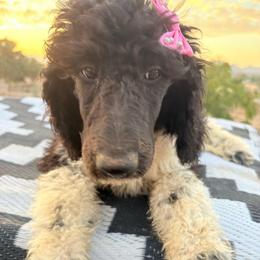 Persephone (vLeslie) 3rd Oct - Parti female Poodle puppy in Meadowbrook, California from Standard Poodle Pups