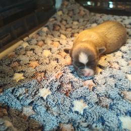 Rizza - Blue and white male Chihuahua puppy in Gray, Louisiana from Chi Chi's Place LLC