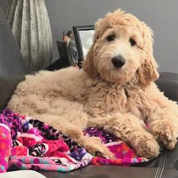 Labradoodle Puppies from River Home Doodles