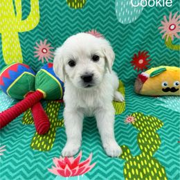 Cookie - Light golden female Golden Retriever puppy in Katy, Texas from Tails of Cypress