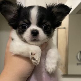 Queen $5500 - Black and white Chihuahua puppy in Spring Hill, Florida from Stardom Chihuahuas