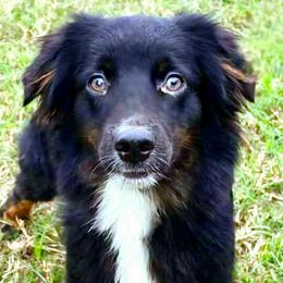 Elliot - Black tri male Miniature Australian Shepherd puppy in Punta Gorda, Florida from Christie's Creekside Aussies