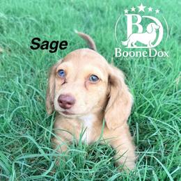 Sage - Dapple male Dachshund puppy in Lexington, Oklahoma from BooneDox Miniature Dachshunds