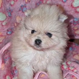 Meg - Cream sable female Pomeranian puppy in Danielsville, Georgia from PassionatePomPoms