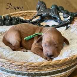 Dopey- Green - Apricot male Goldendoodle puppy in Bay City, Texas from Charming Doods Goldendoodles