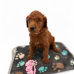 Sienna - Red  female Poodle puppy in Mount Vernon, Illinois from AMC Poodles