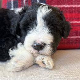 Pumpkin Pie🧡 - Black and white male Aussiedoodle puppy in Granbury, Texas from Triple Cross Doodles