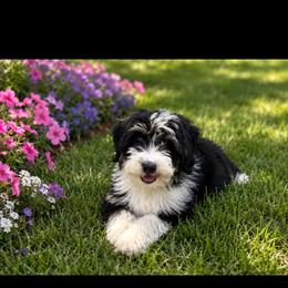 Rose - female Australian Mountain Doodle puppy in Batavia, Ohio from Donciedoodlesohio.com