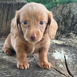 Belle - Red female Dachshund puppy in Industry, Illinois from KDKs Kennels