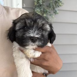 Havanese and Havapoo Puppies from Happytailspuppies