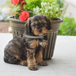 Theo - Black and tan male Cavapoo puppy in Gap, Pennsylvania from Country View Puppies ( License 18816)