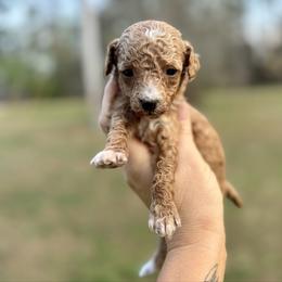 Blossom - Red  female Goldendoodle puppy in Gastonia, North Carolina from Crowders Creek Doodles