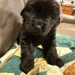 Amity - Black female Newfoundland puppy in Saukville, Wisconsin from Crossroads Canines ~ Newfoundland Dogs