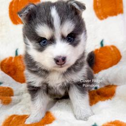 Encino - Blue male Pomsky puppy in Sheffield, Iowa from Clover Ridge Pomskies