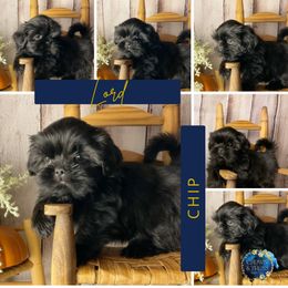 Lord Chip (Prince S- C) - Black male Shih Tzu puppy in Xenia, Ohio from Crown & Tress Shih Tzu