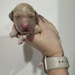 Lavender - Cream female Goldendoodle puppy in Waterloo, Illinois from Ashly Miller