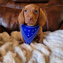 Rusty AKC - Red male Dachshund puppy in Coweta, Oklahoma from Sunnyside Dachshunds