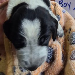 Boy 2 - Blue ticked male Bluetick Coonhound puppy in Centerville, Pennsylvania from Holcomb's Hounds