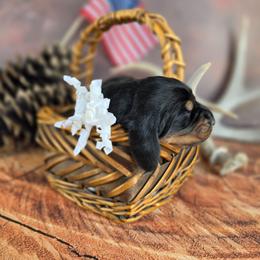 White Collar - Black and tan female Black and Tan Coonhound puppy in Ephraim, Utah from Wanderlust Coonhounds