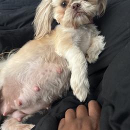 Shih Tzus from Fluff and Tuff Shih Tzus