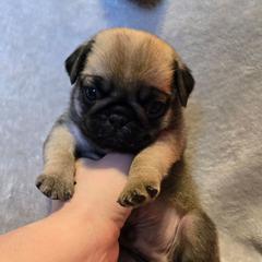 Fawn Male - Fawn male Pug puppy in Hannibal, New York from Perfectly Picked Pugs