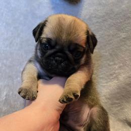 Fawn Male - Fawn male Pug puppy in Hannibal, New York from Perfectly Picked Pugs