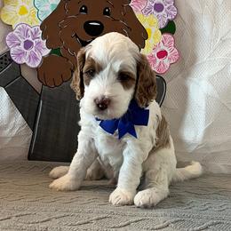 Sea - Blue Collar Male - Parti male Goldendoodle puppy in Bradenton, Florida from Suncoast Goldendoodles