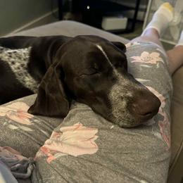German Shorthaired Pointer All Grown Up from SmokePoint GSPs