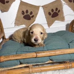 Finn - Cream male Dachshund puppy in New Albany, Mississippi from Double A. Doxies