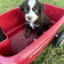 Aussiedoodle, Miniature Australian Shepherd, Poodle, and Toy Australian Shepherd Puppies from Sandy Creek Kennels