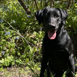 Labrador Retriever All Grown Up from Prairie State Labs