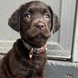 Labrador Retrievers from Davenport Hollow