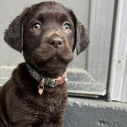 Labrador Retrievers from Davenport Hollow