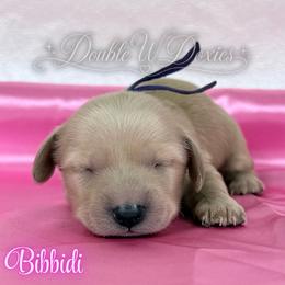 Bibbidi - Cream female Dachshund puppy in Alto, Texas from Double W Doxies