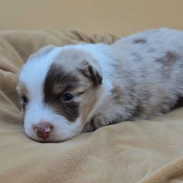 Red collar girl - Red merle female Miniature American Shepherd puppy in Lexington, Kentucky from Deuce's Den