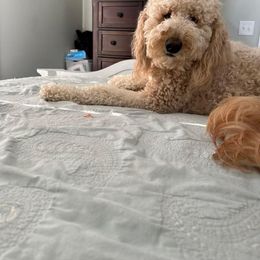 Assorted Doodle Crosses, Goldendoodle, and Poodle All Grown Up from Kava Kennels