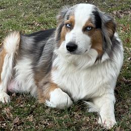 Sage - Australian Shepherd
