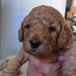 Maple - Apricot female Double Doodle puppy in Oceanside, California from Strong Mountain Doodles