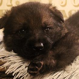 Orange Collar - Sable female German Shepherd puppy in Mansfield, Texas from Vom Anfang German Shepherds