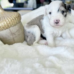 Old English Sheepdog and Sheepadoodle Puppies from The Great White Fluffalo