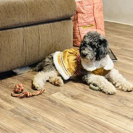 Shortcake - Merle female Goldendoodle puppy in Greensboro, Georgia from B’s Doodles