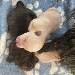 Wheaten girl - Wheaten female Scottish Terrier puppy in Brule, Nebraska from Scottyland Yard