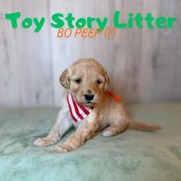 Bo Peep - Apricot female Goldendoodle puppy in Houston, Texas from Golden Life Doodles