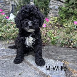 Willie - Black male Cavapoo puppy in Strasburg, Pennsylvania from Still Water Puppies