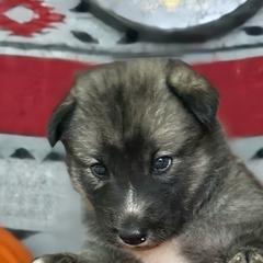 Native American Indian Dog Puppies from Turtle Island NAIDs