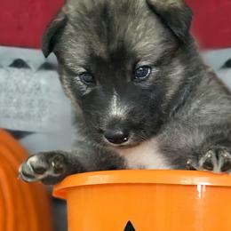 Native American Indian Dog Puppies from Turtle Island NAIDs
