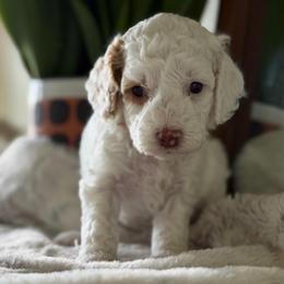 Purple Girl - Red and white female Cockapoo puppy in Fort Gibson, Oklahoma from Waggle Doodles