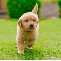 Allie ( white Collar ) - Golden female Golden Retriever puppy in Oregon from A Goldens First Love
